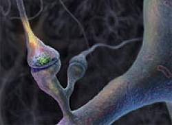 sinapses