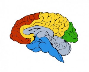 atividade cerebral em 3d - SUPERA - Ginástica para o Cérebro