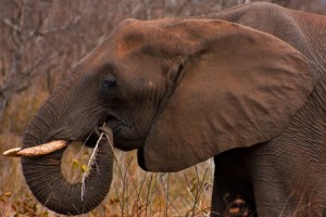 ginastica cerebral para ter memoria de elefante - SUPERA - Ginástica para o Cérebro