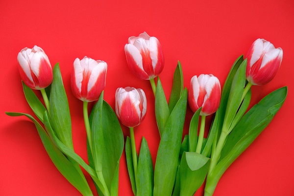 Mês da tulipa vermelha: conscientização para a Doença de Parkinson - SUPERA - Ginástica para o Cérebro