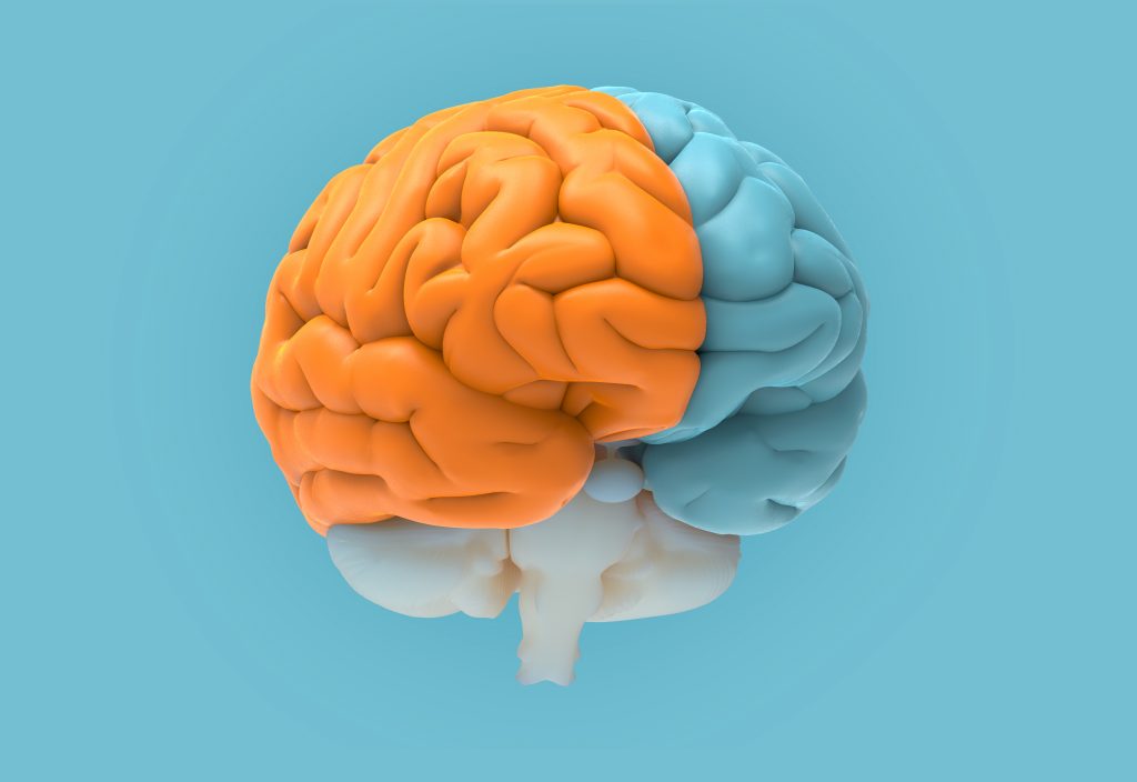 Funções cognitivas e executivas do cérebro