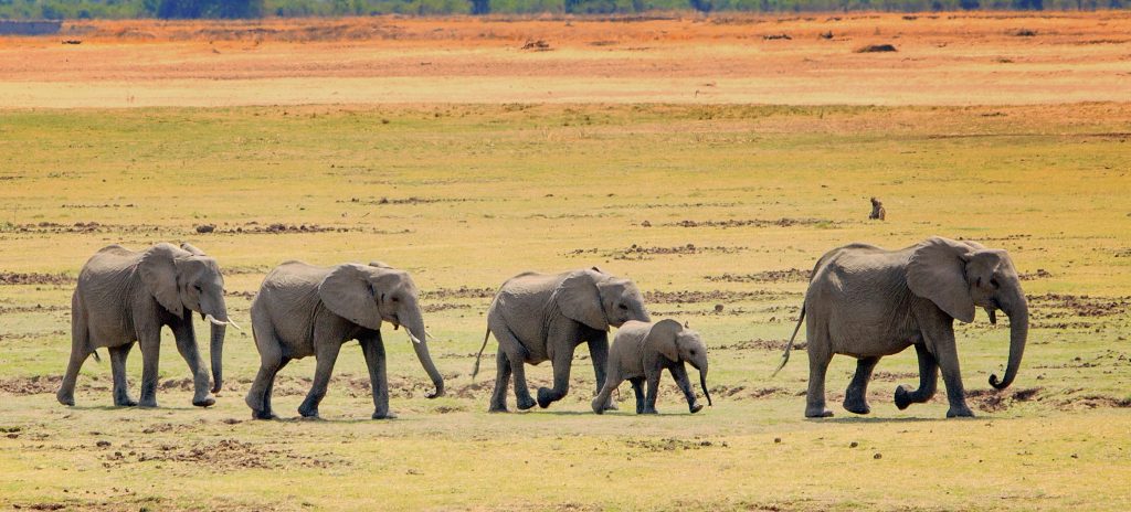 "Memória de Elefante": descubra o significado por trás da expressão. - SUPERA - Ginástica para o Cérebro